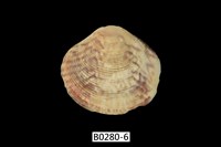 藏品(唱片簾蛤)的圖片